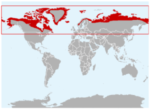 Range of the Arctic Fox
